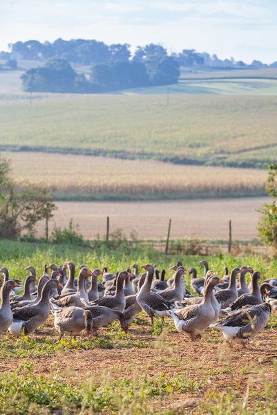 regions elevage gavage canards oies foie gras